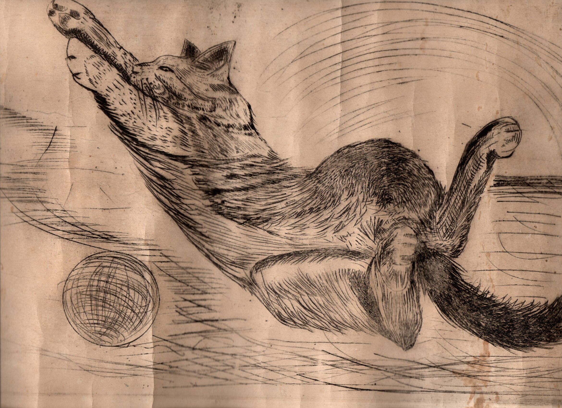 El Gato